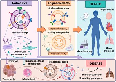 Editorial: Extracellular Vesicles as Next Generation Therapeutics